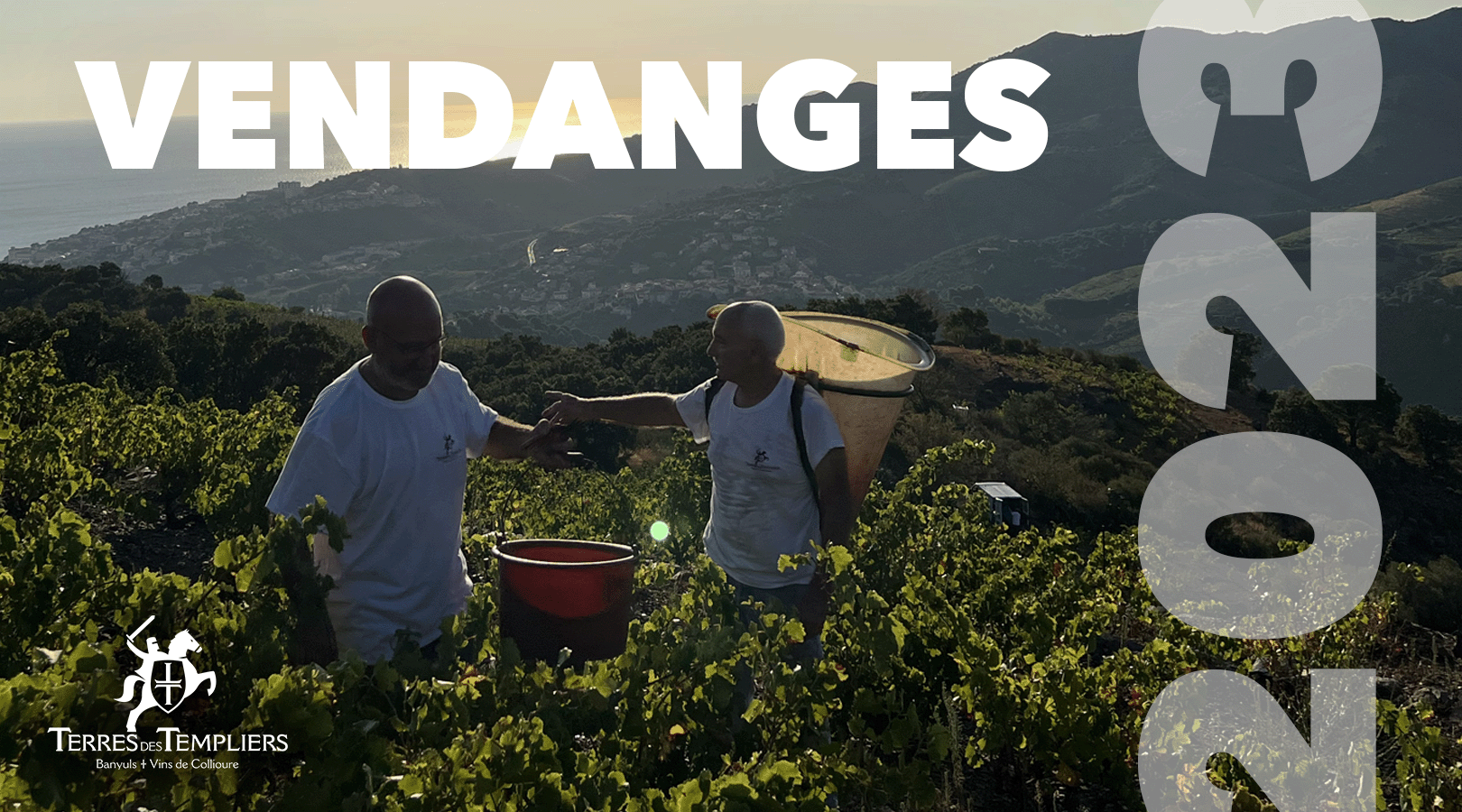 Les prémices du millésime 2023: la saison des vendanges approche !