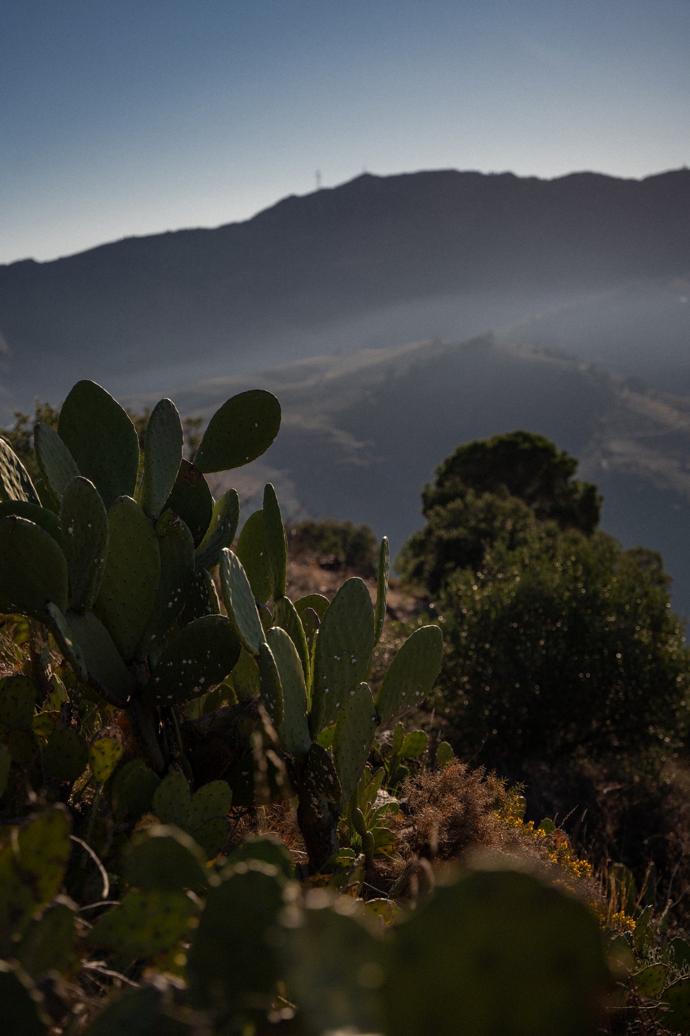 La taille de la vigne sur le Cru Collioure et Banyuls