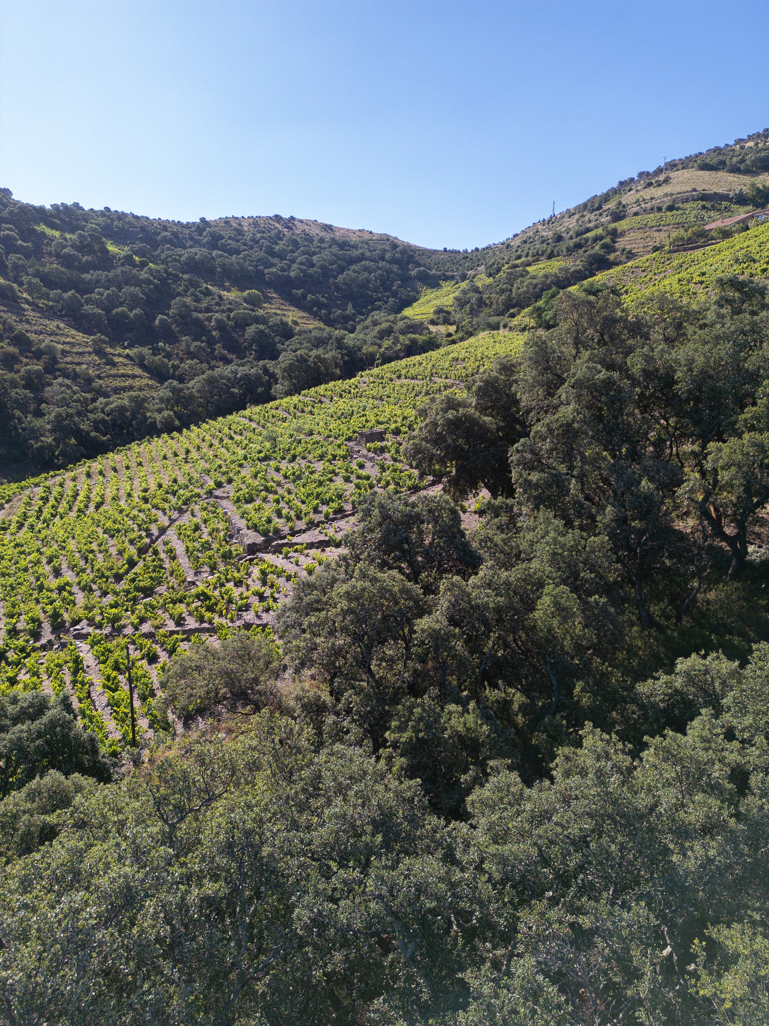 La levée du liège au cœur de notre vignoble