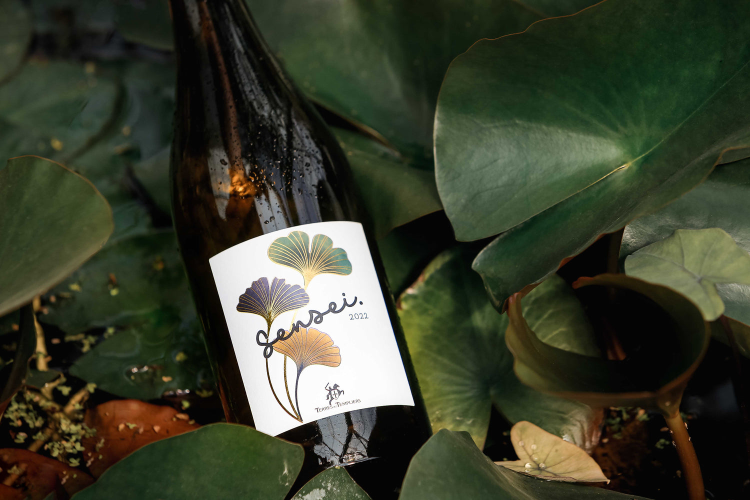 Nouveauté : Collioure Blanc Sensei 2022