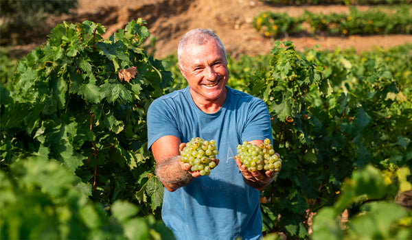 Vendanges 2025 Collioure Banyuls : le millésime débute sous le soleil
