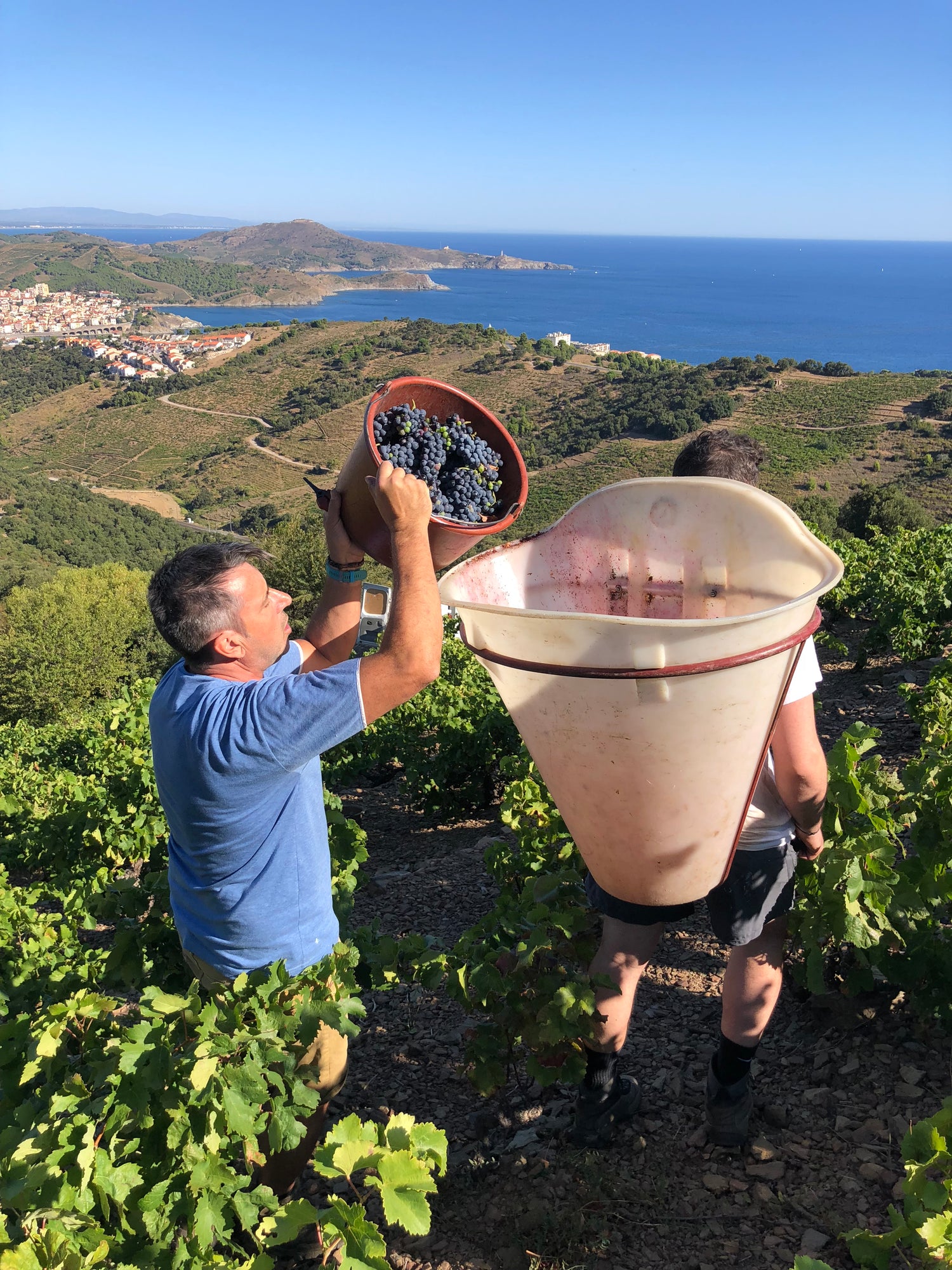 Vignerons de la filière viticole de Terres des Templiers