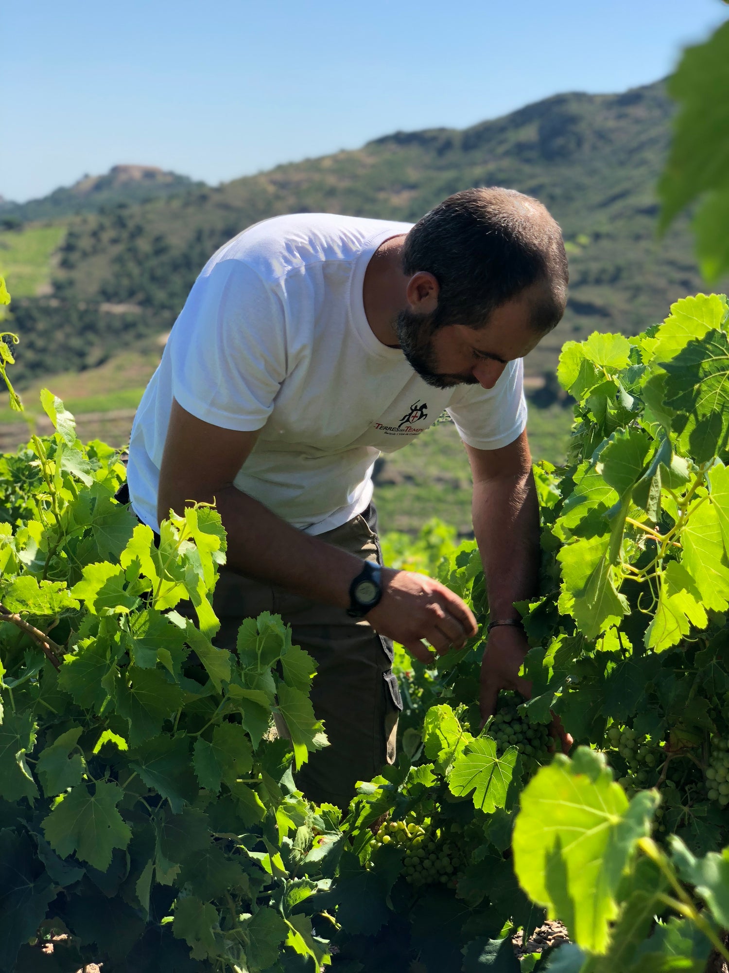 Vignerons de la filière viticole de Terres des Templiers