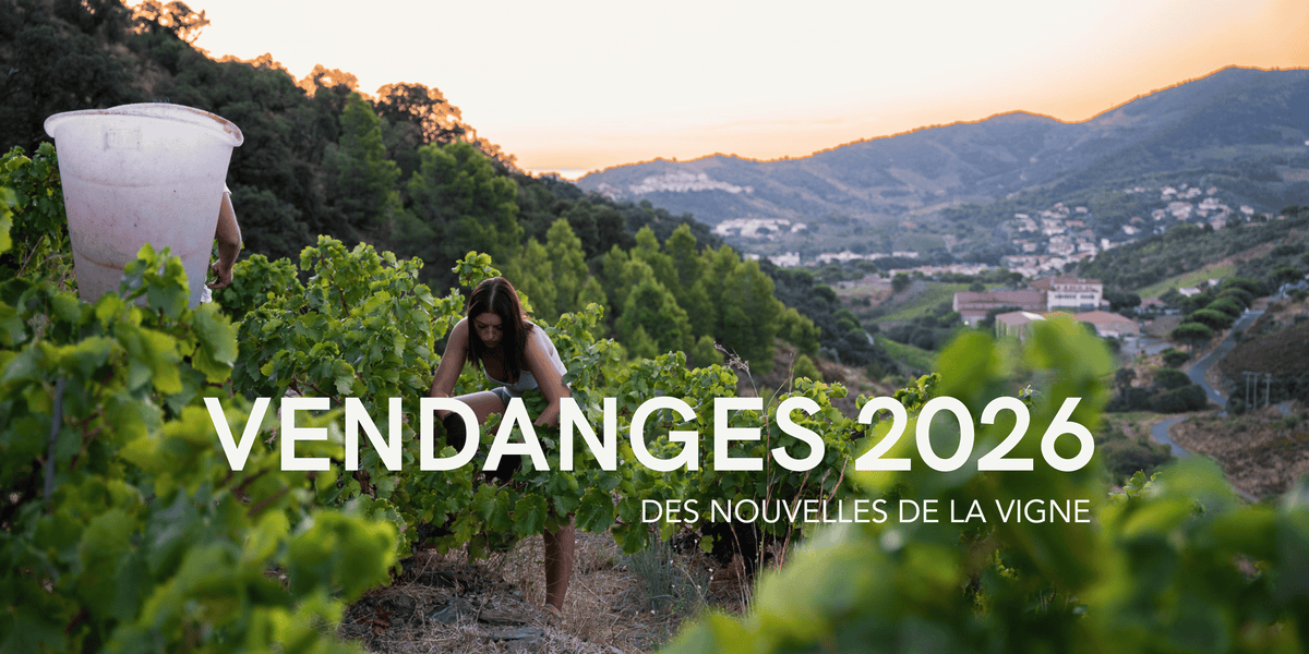 Vendangeurs récoltant les raisins à la main dans les vignes pendant les vendanges 2026.