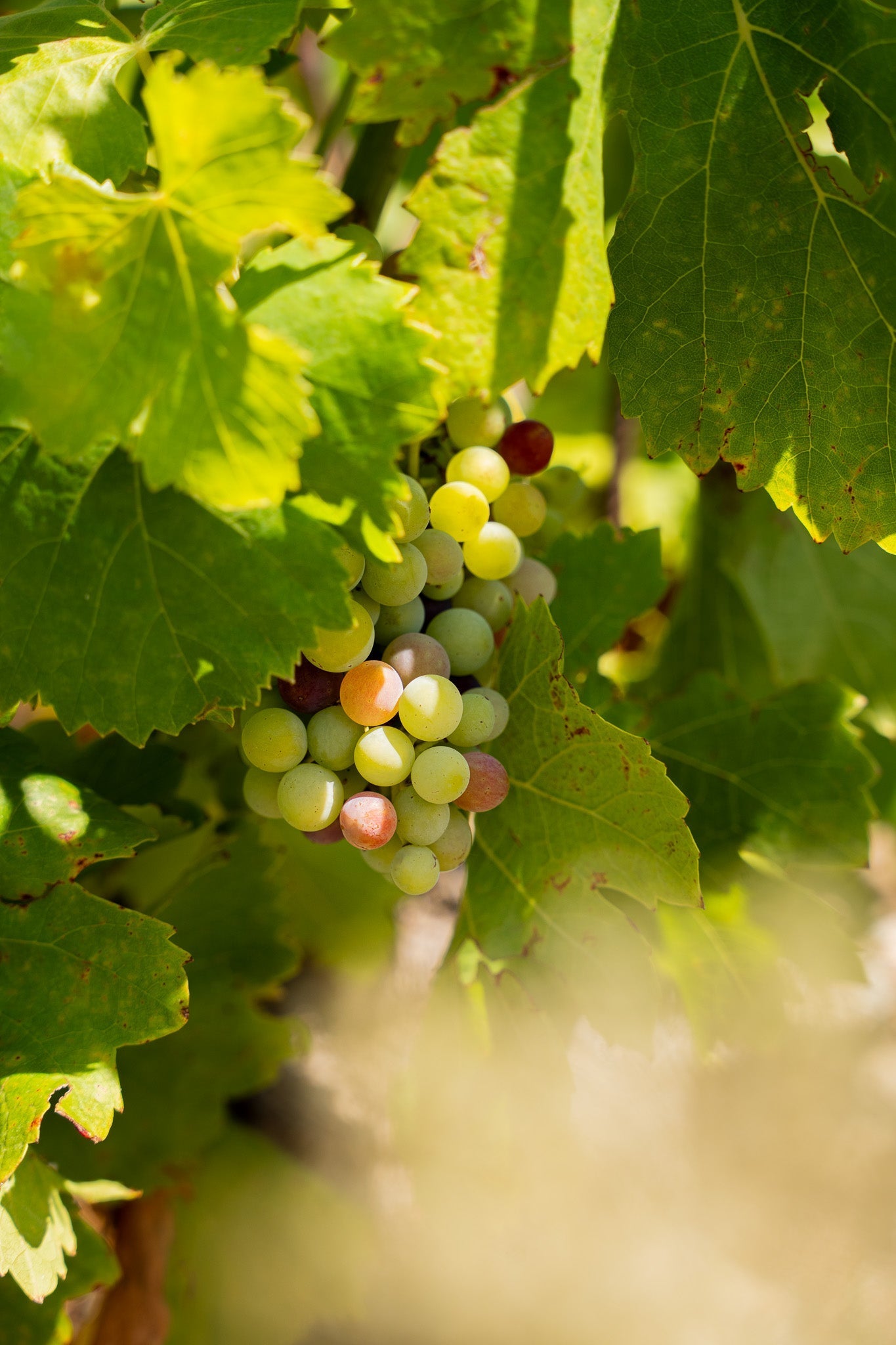 La véraison a commencé !🍇