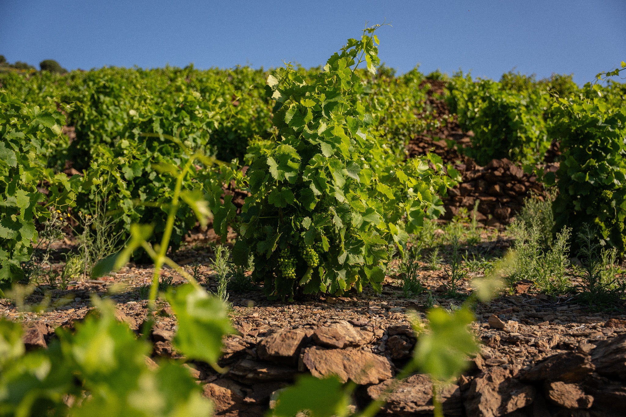 Des fleurs aux fruits : l'importance de la floraison et de la nouaison dans nos vignes