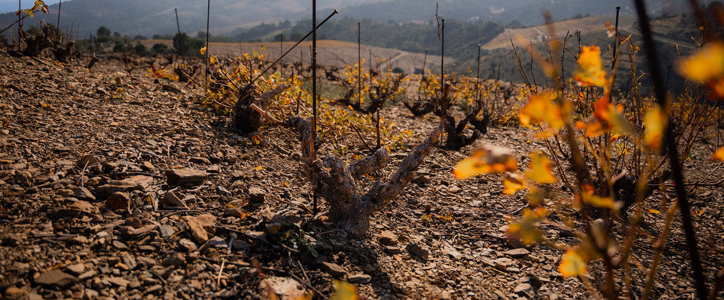 La Pré-Taille des Vignes