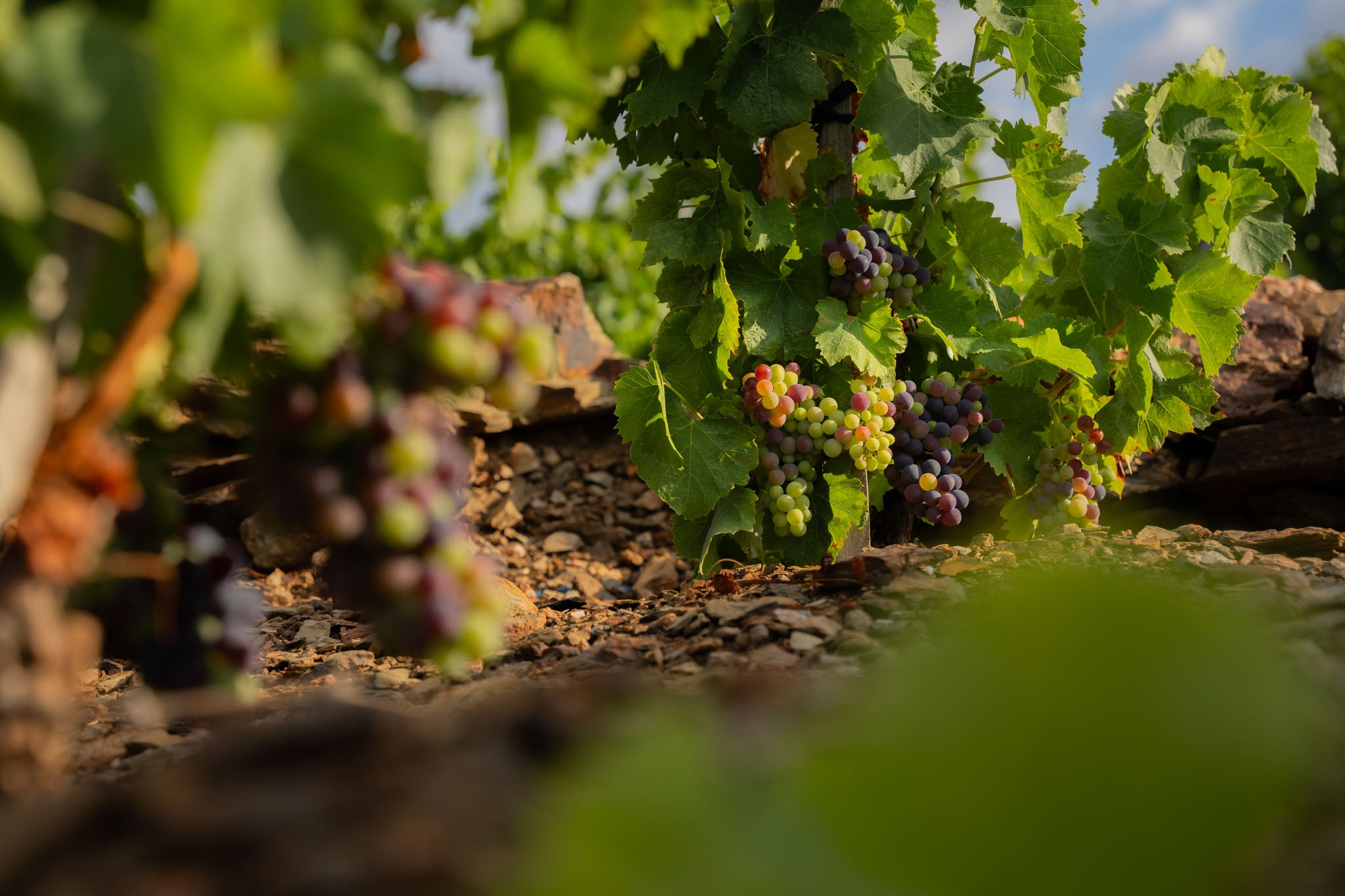 La Véraison au coeur du terroir de Collioure et Banyuls