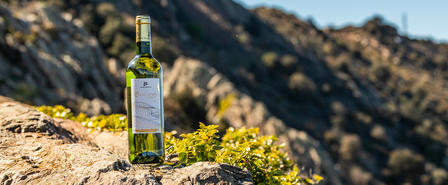 Notre nouveau vin blanc d'AOP Côtes du Roussillon – Terres des Templiers