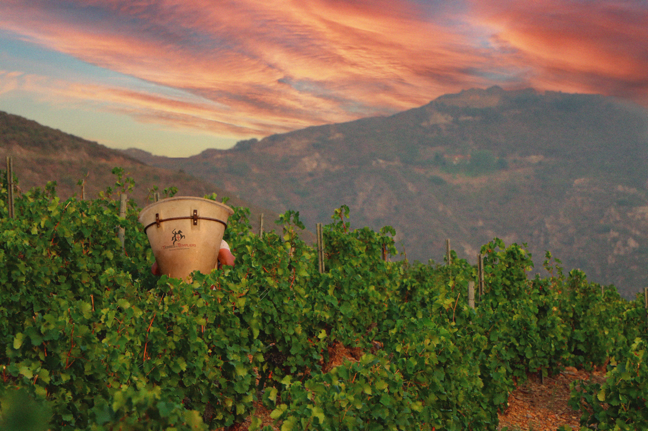 Top départ des vendanges 2024 : les perspectives de notre Maître de Chai