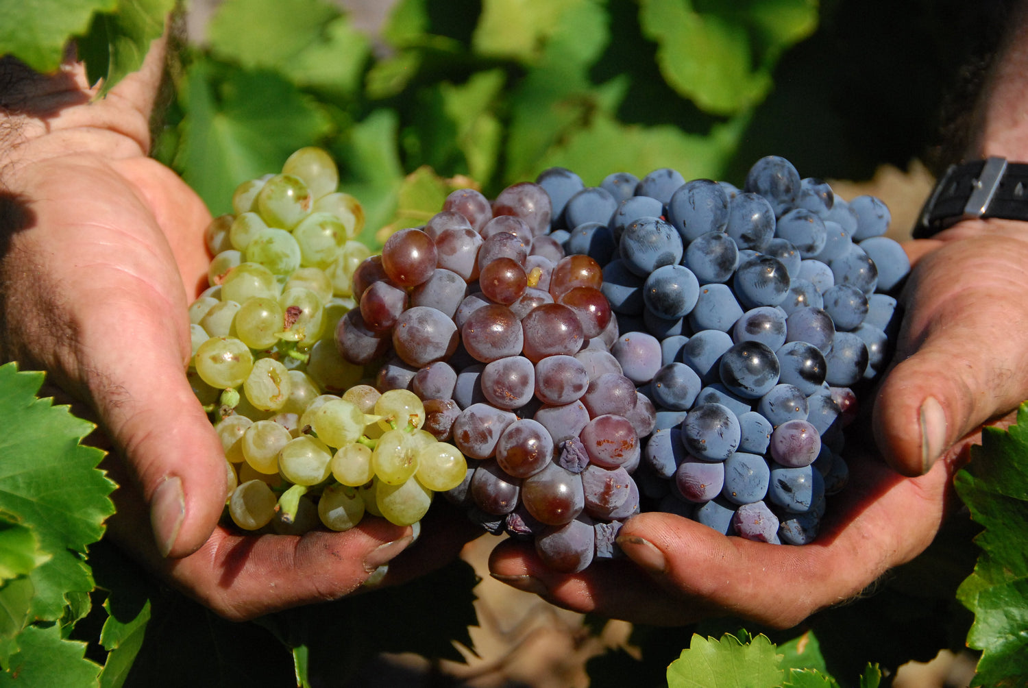 grappes de raisins destinées au vin de Banyuls et vin de Collioure