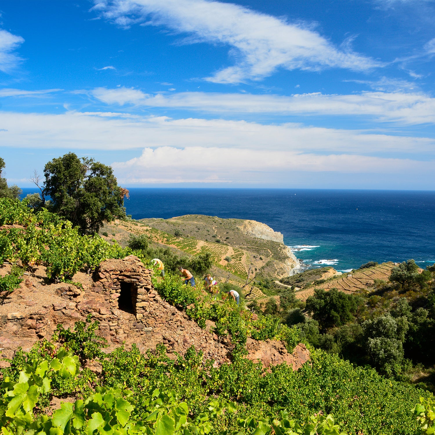 Vignoble du Roussillon avec vignes en terrasses - Terres des Templiers
